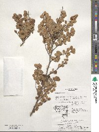 Ulmus parvifolia image