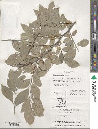 Ulmus parvifolia image