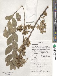 Ulmus parvifolia image