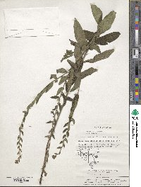 Lithospermum arvense image