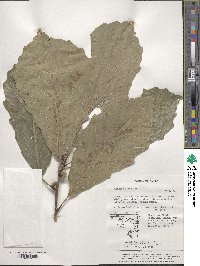 Quercus aliena image