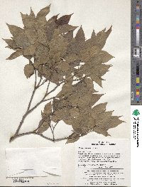 Celtis jessoensis image