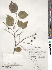 Celtis choseniana image