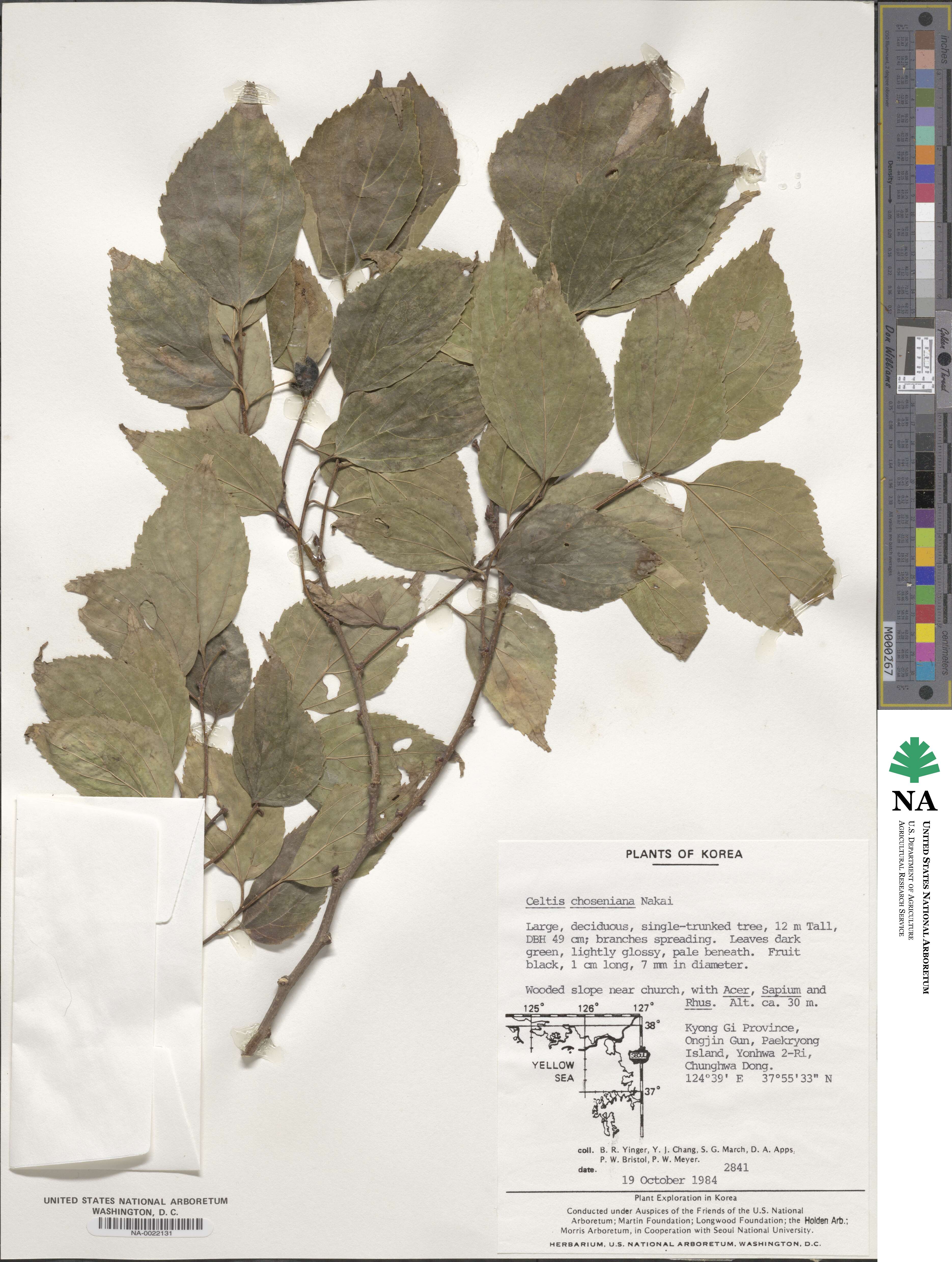 Celtis choseniana image