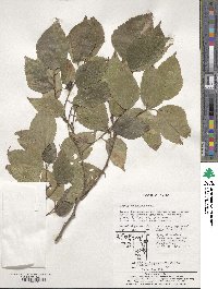 Celtis choseniana image