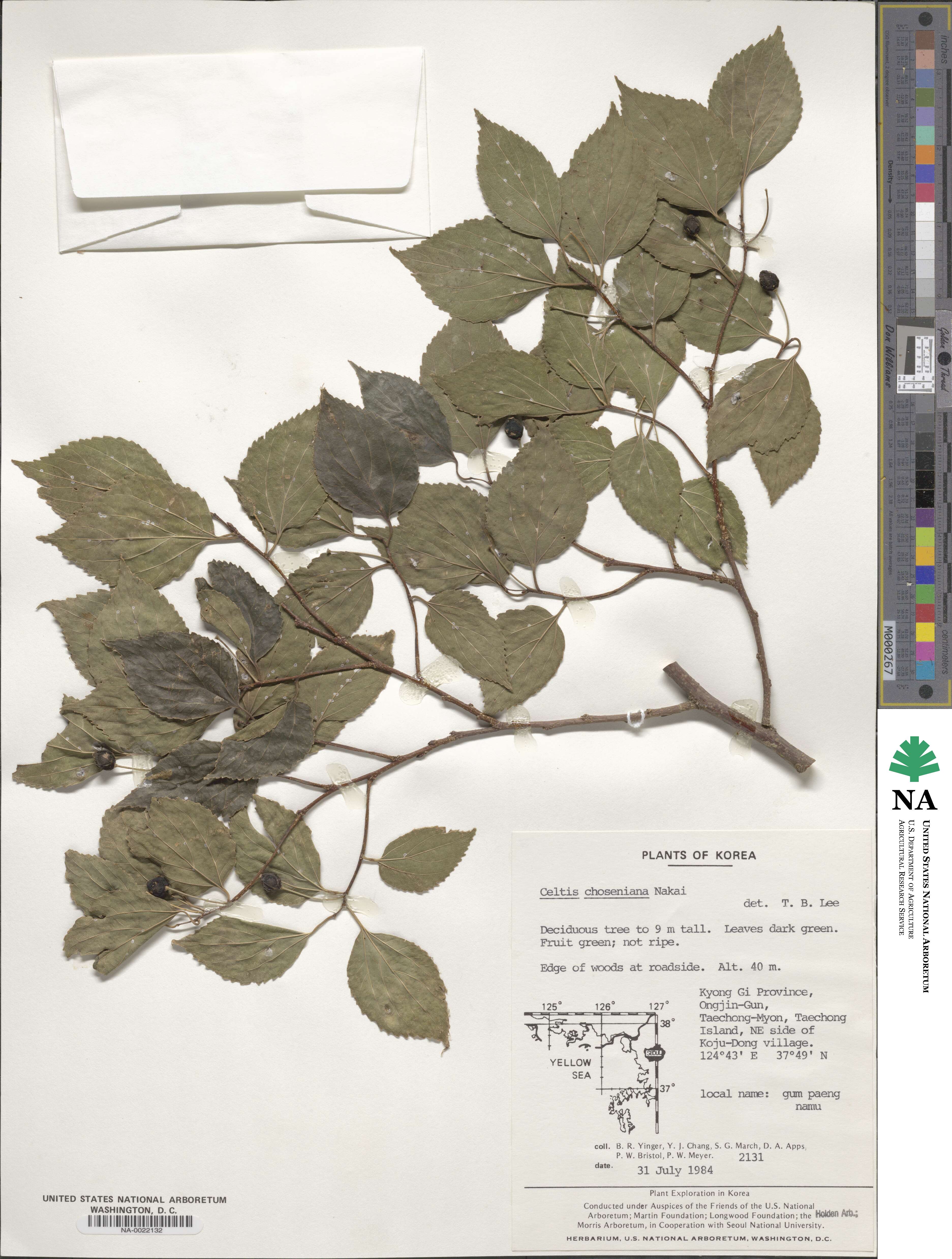 Celtis choseniana image