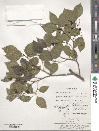 Celtis choseniana image