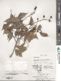 Celtis bungeana image