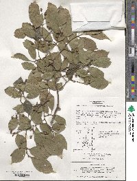 Celtis biondii image