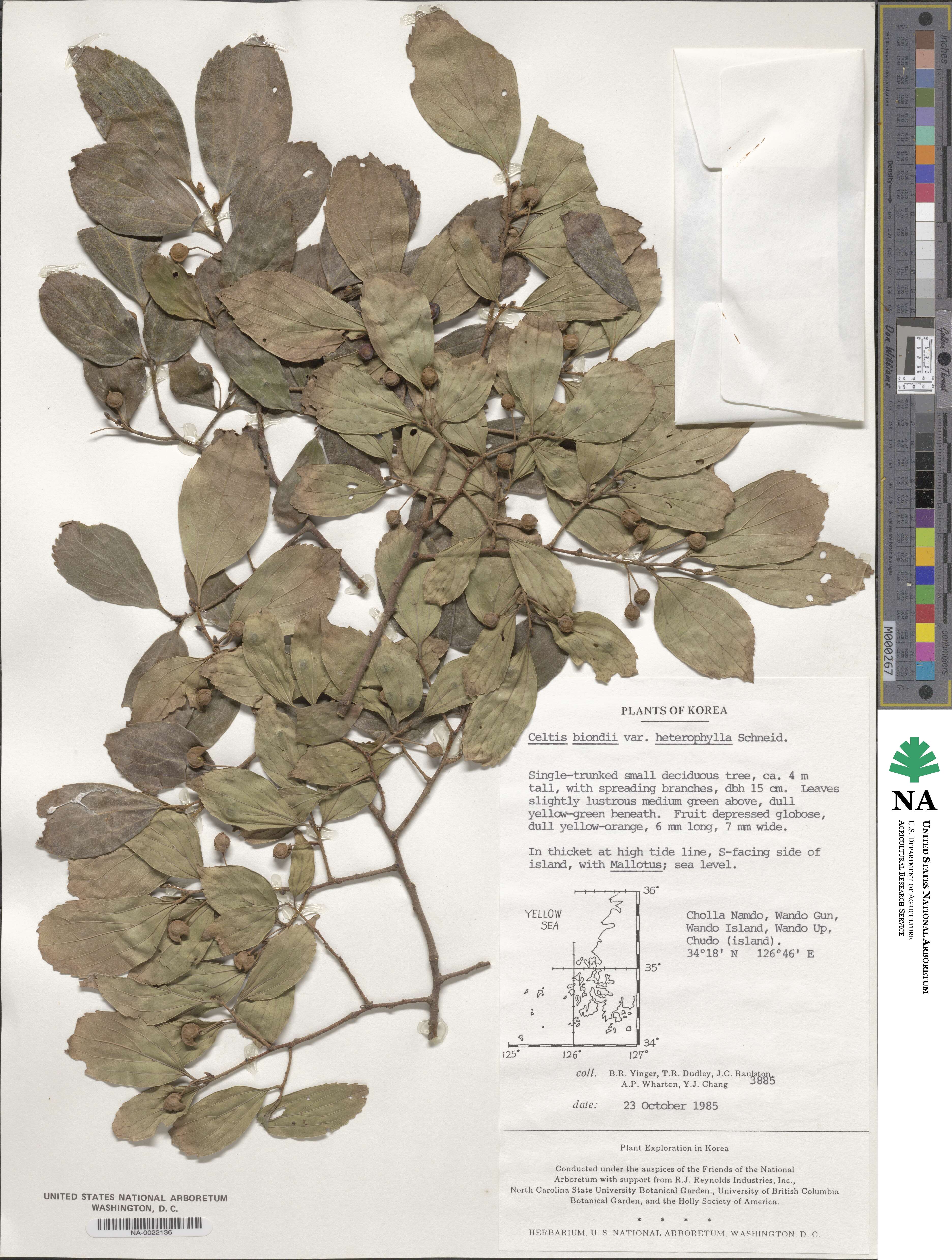 Celtis biondii image