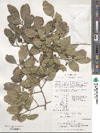 Celtis biondii image