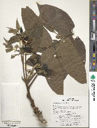 Juglans mandshurica image