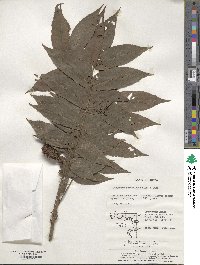 Platycarya strobilacea image