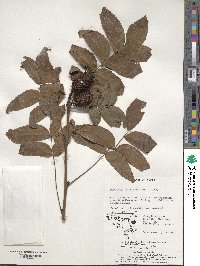 Platycarya strobilacea image