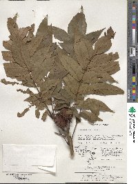 Platycarya strobilacea image