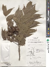 Platycarya strobilacea image