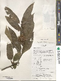 Castanea sativa image