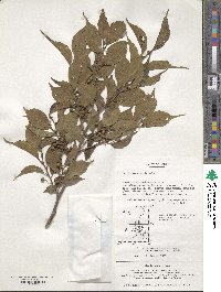 Image of Celtis koraiensis