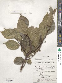 Celtis sinensis image