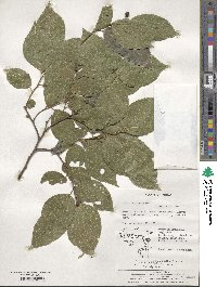 Celtis sinensis image