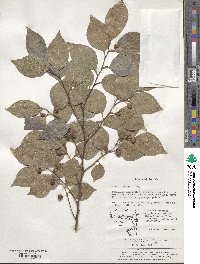 Celtis sinensis image