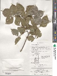 Celtis sinensis image