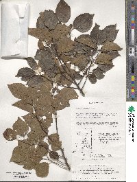 Celtis sinensis image