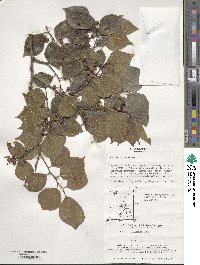 Celtis sinensis image