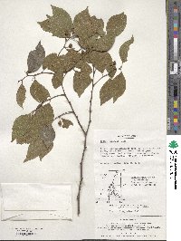 Celtis sinensis image