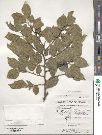 Celtis sinensis image