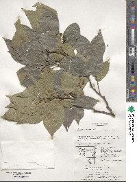 Celtis sinensis image