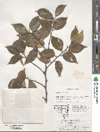 Celtis sinensis image