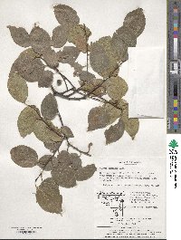 Celtis sinensis image