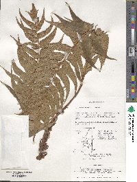 Cyrtomium fortunei image