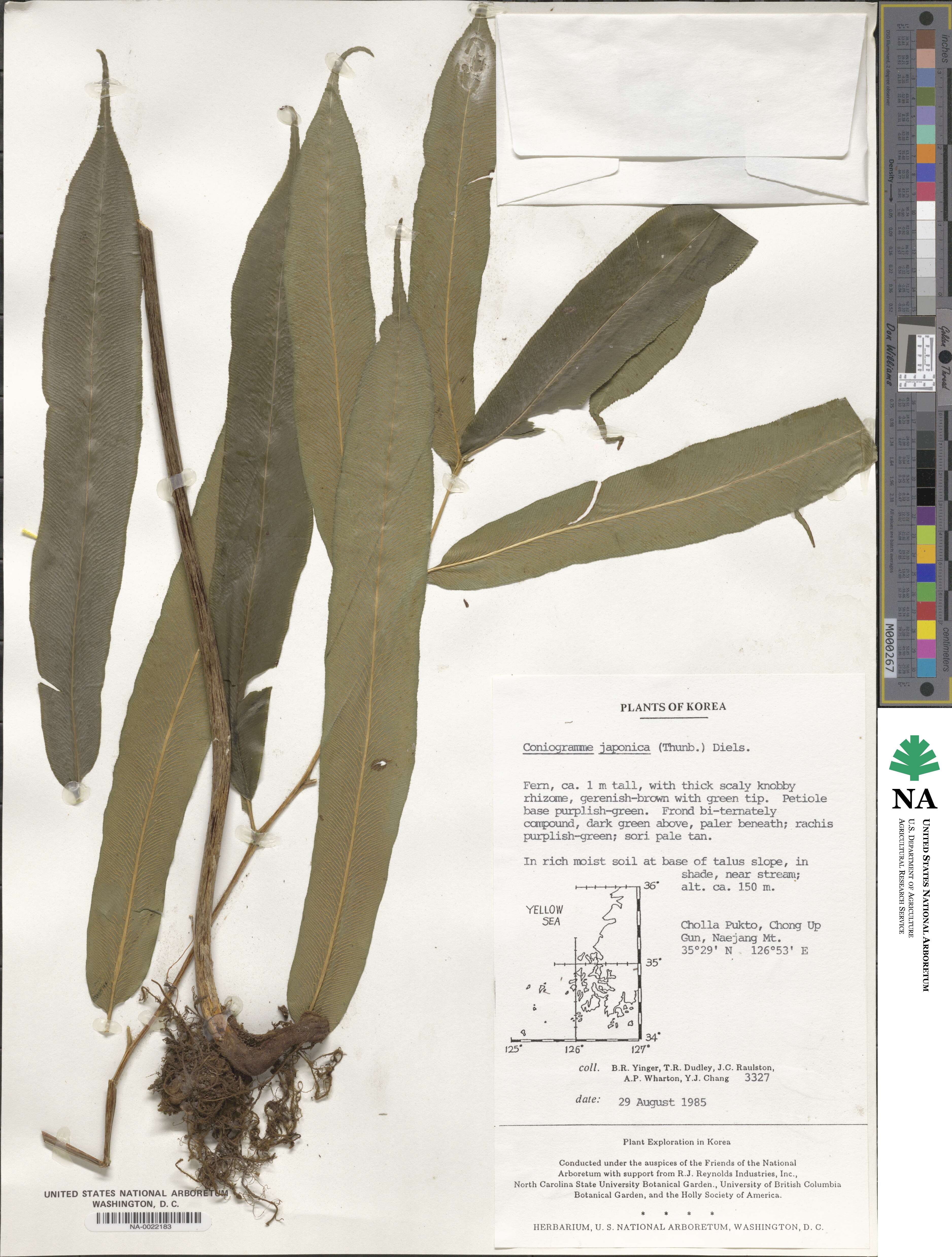 Coniogramme japonica image