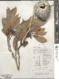 Image of Magnolia compressa