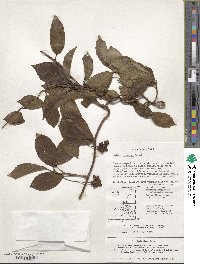 Kadsura japonica image