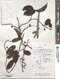 Kadsura japonica image