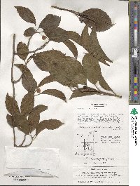 Kadsura japonica image