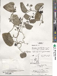 Cocculus orbiculatus image