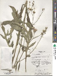 Saussurea maximowiczii image