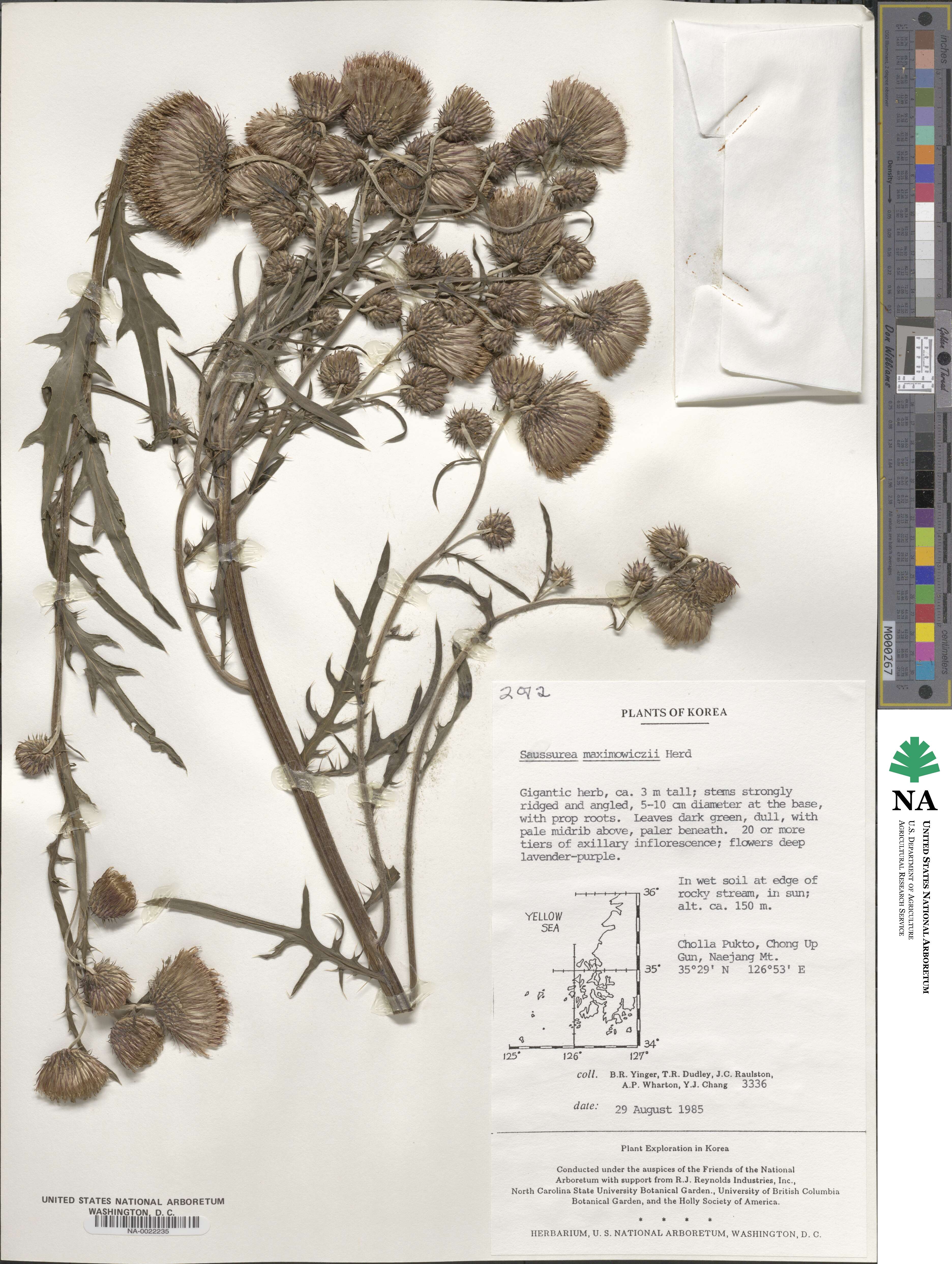 Saussurea image