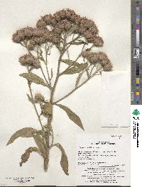 Saussurea pulchella image