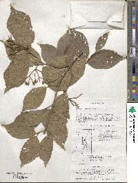 Viburnum erosum image