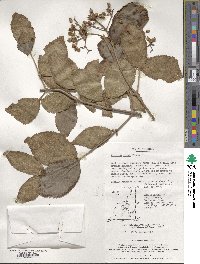 Viburnum erosum image