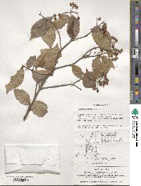 Viburnum erosum image