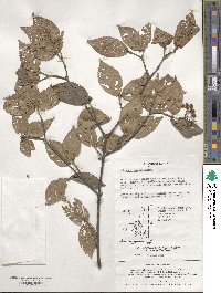 Viburnum erosum image