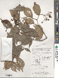 Viburnum erosum image