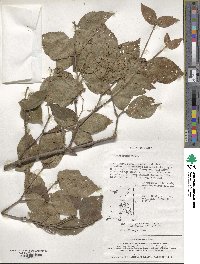 Viburnum erosum image