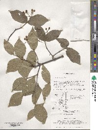 Viburnum erosum image